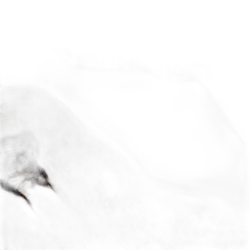 Exotic Woods